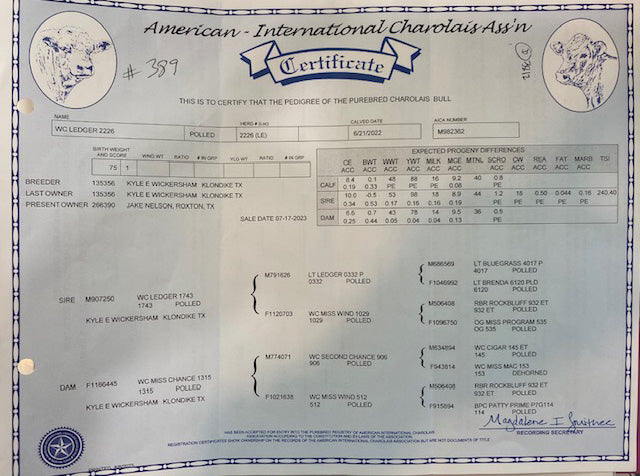 Registered Charolais Bull