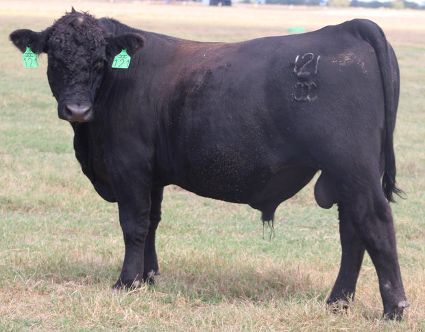 Registered Angus Bull