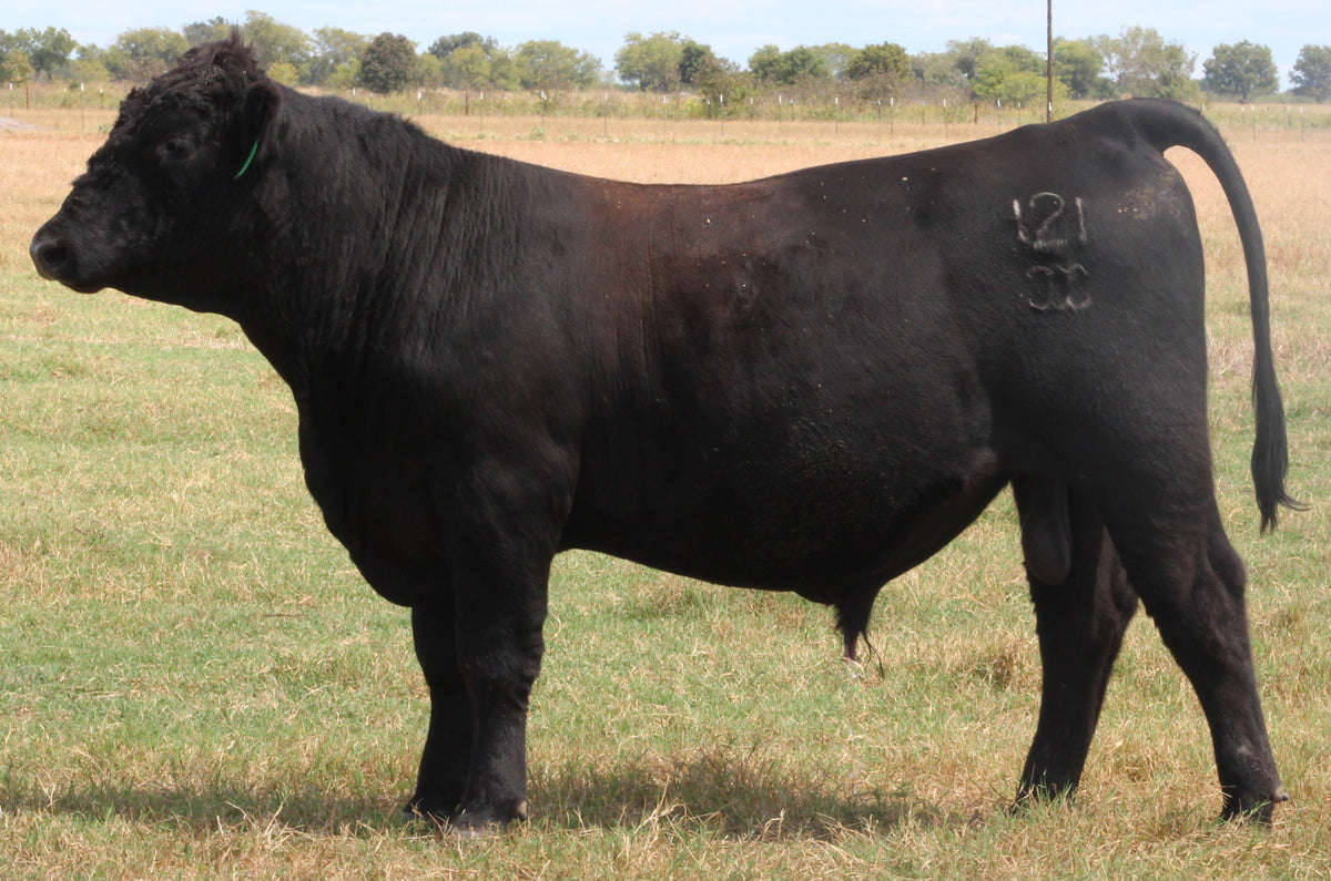 Registered Angus Bull