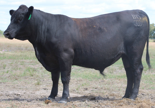 Registered Angus Bull