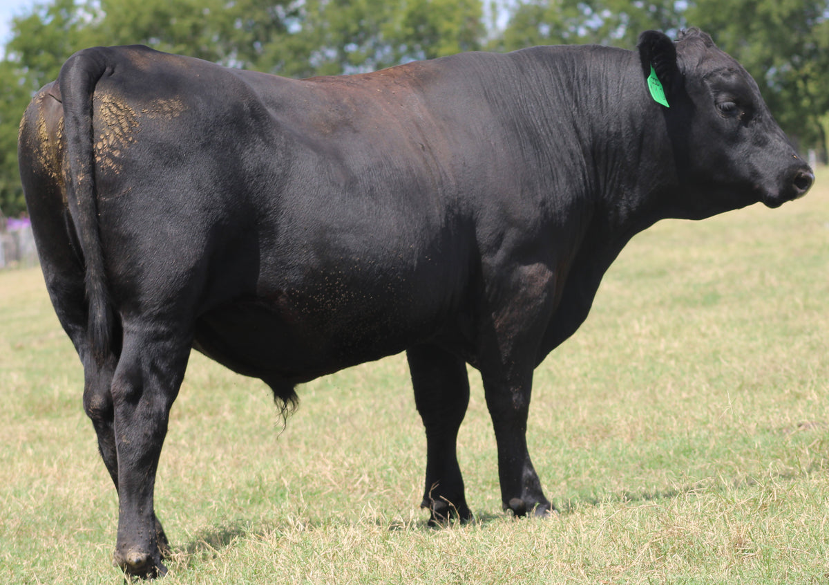 Registered Angus Bull