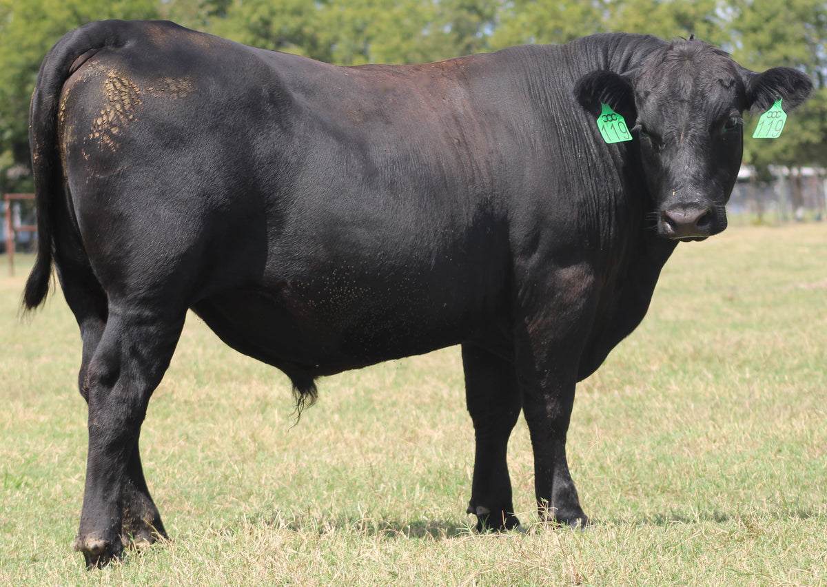 Registered Angus Bull