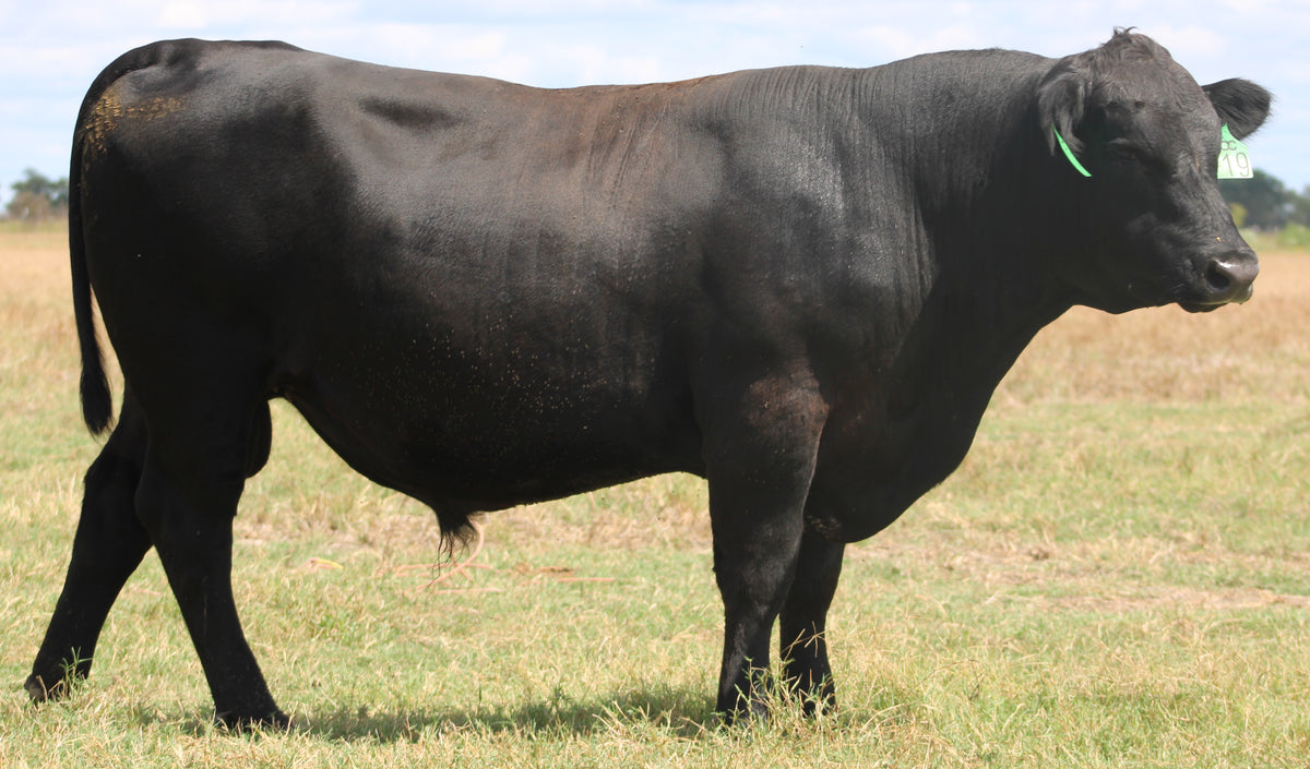 Registered Angus Bull