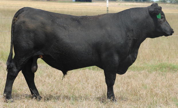 Registered Angus Bull