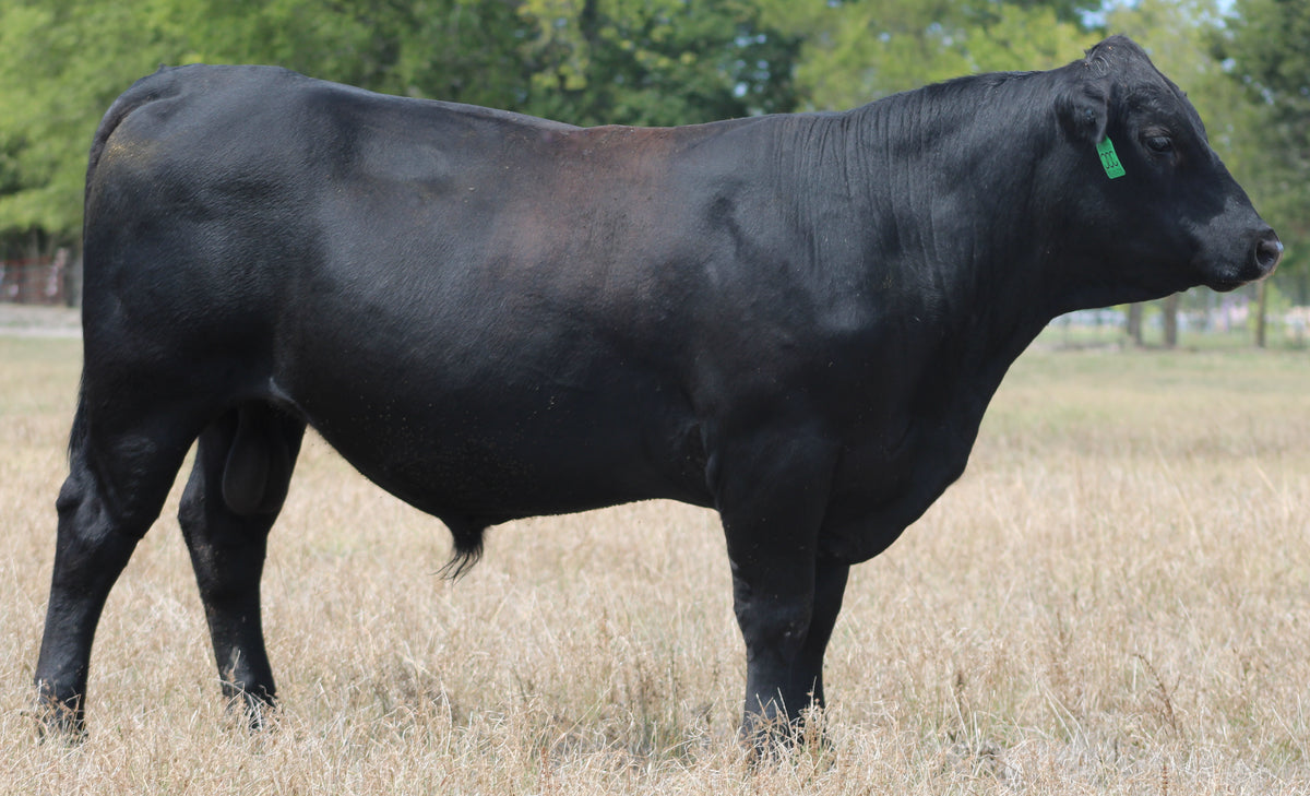 Registered Angus Bull