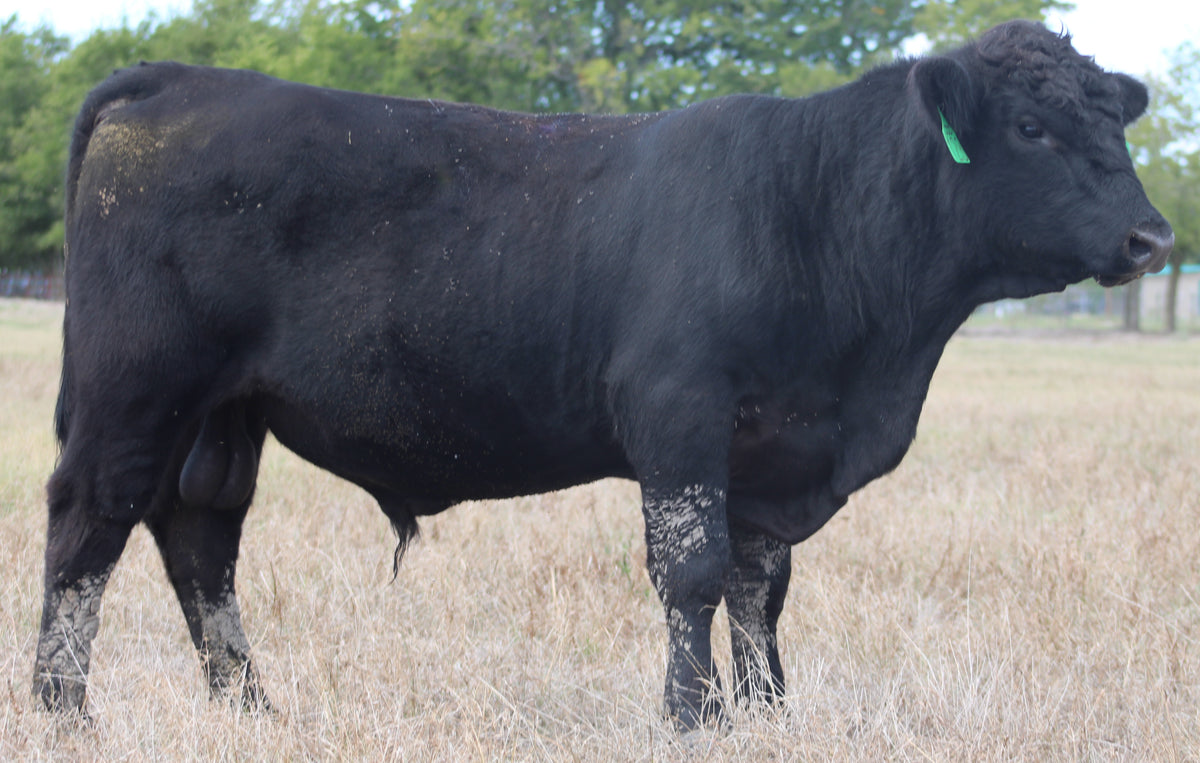 Registered Angus Bull