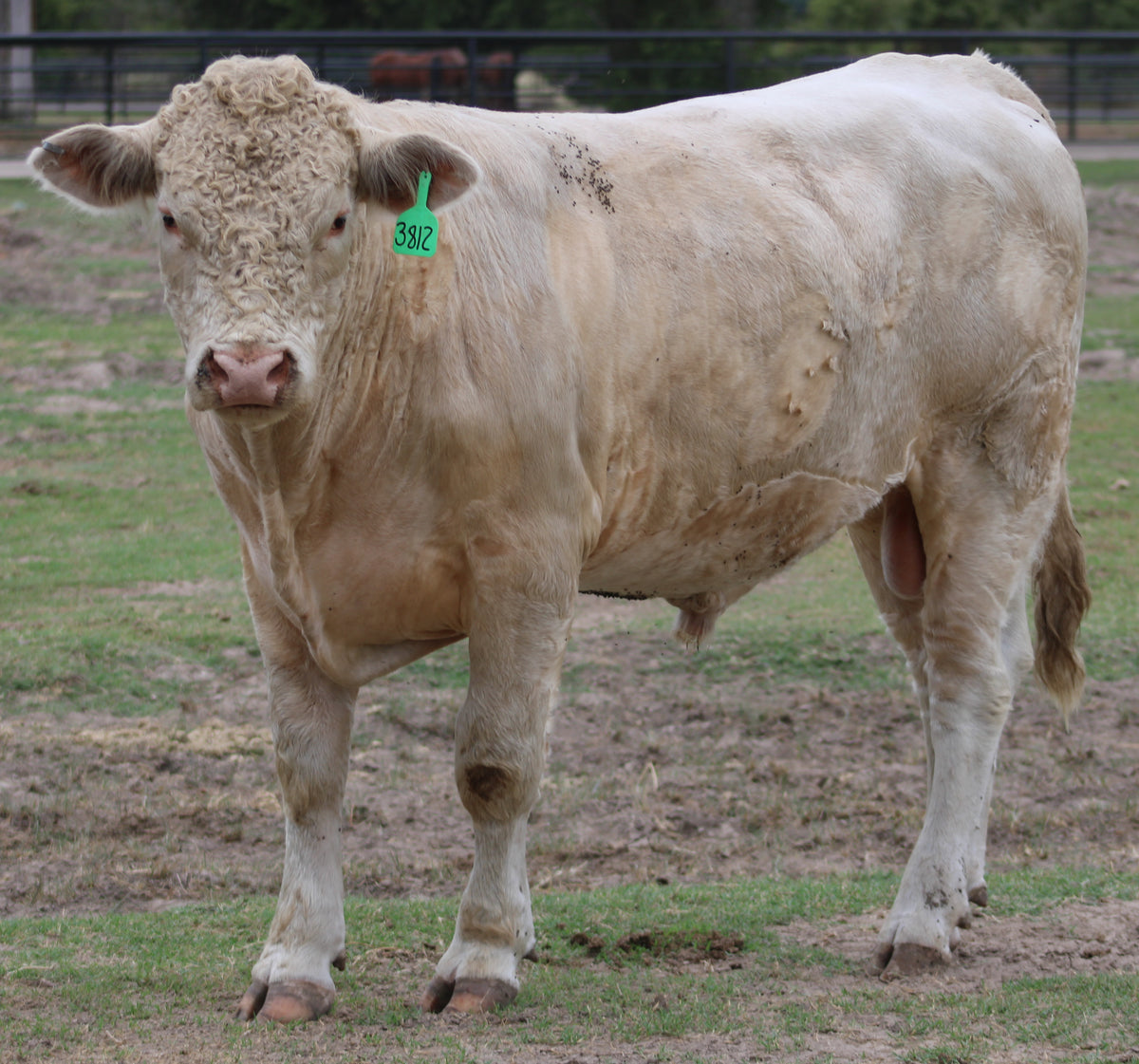 Registered Charolais Bull