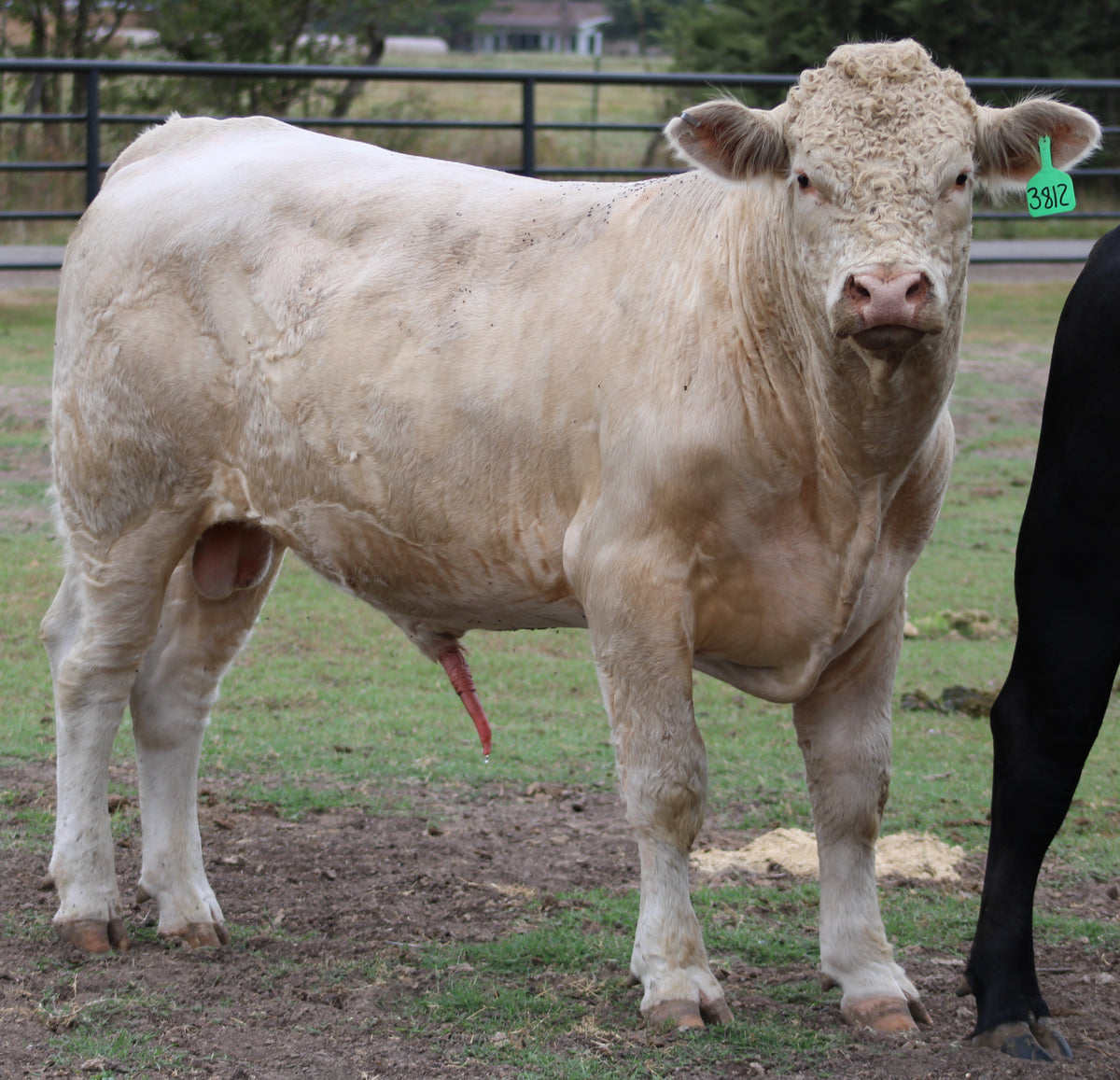 Registered Charolais Bull