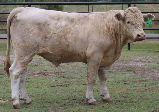 Registered Charolais Bull