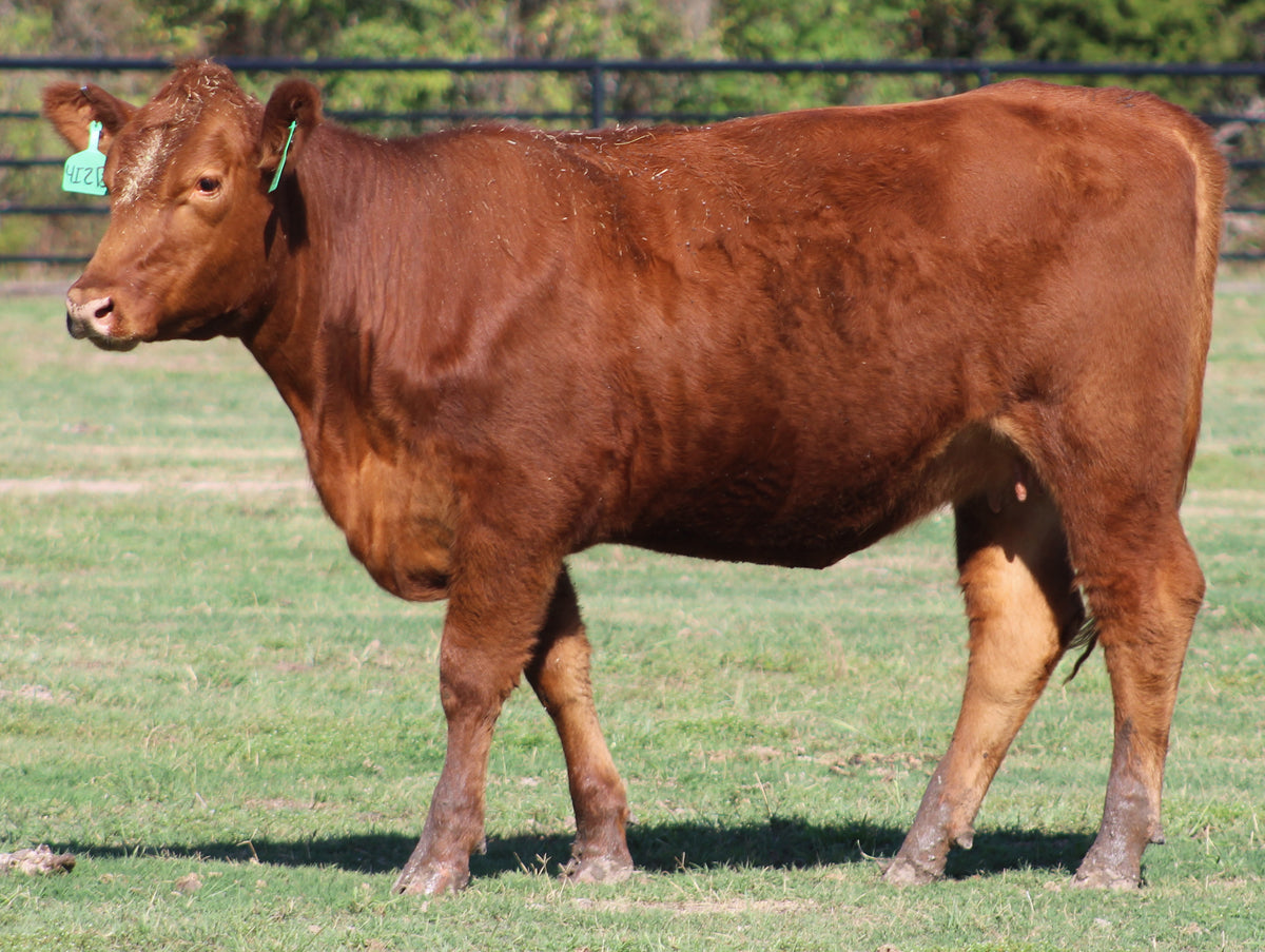 Red Angus Bred Cows