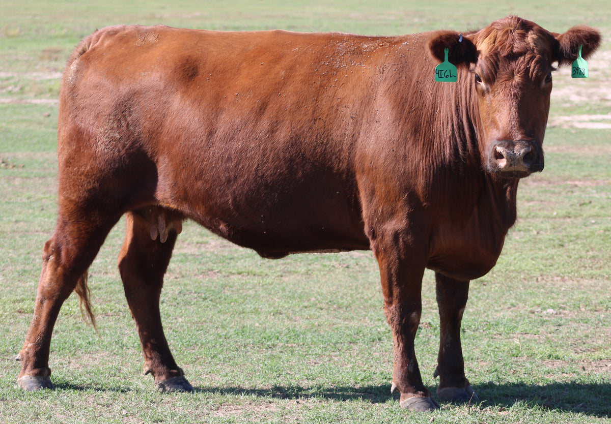 Red Angus Bred Cows