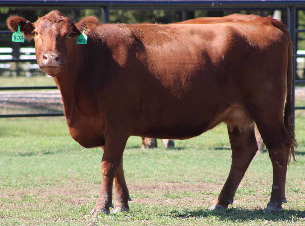 Red Angus Bred Cows