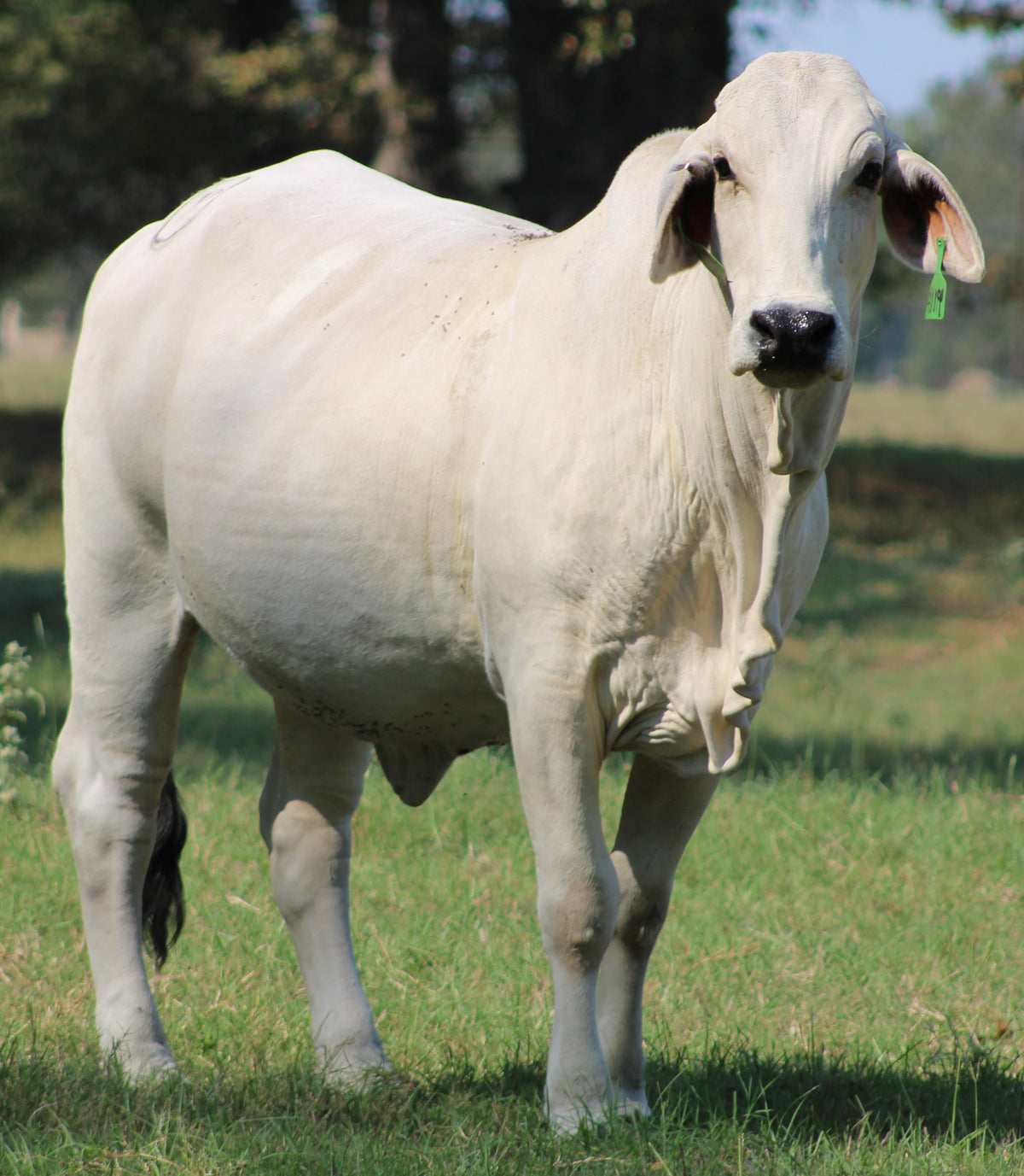 Brahman Heifers & Cows - Bred