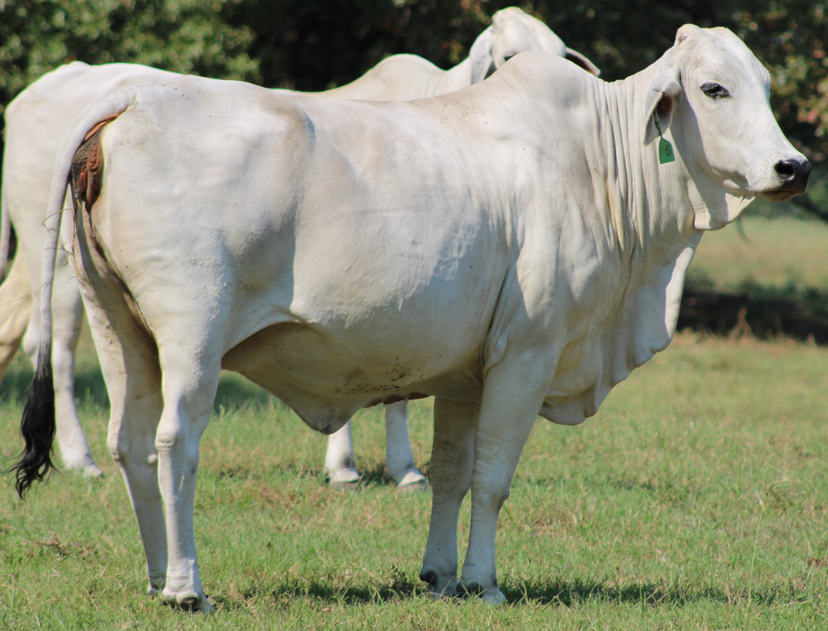 Brahman Heifers & Cows - Bred