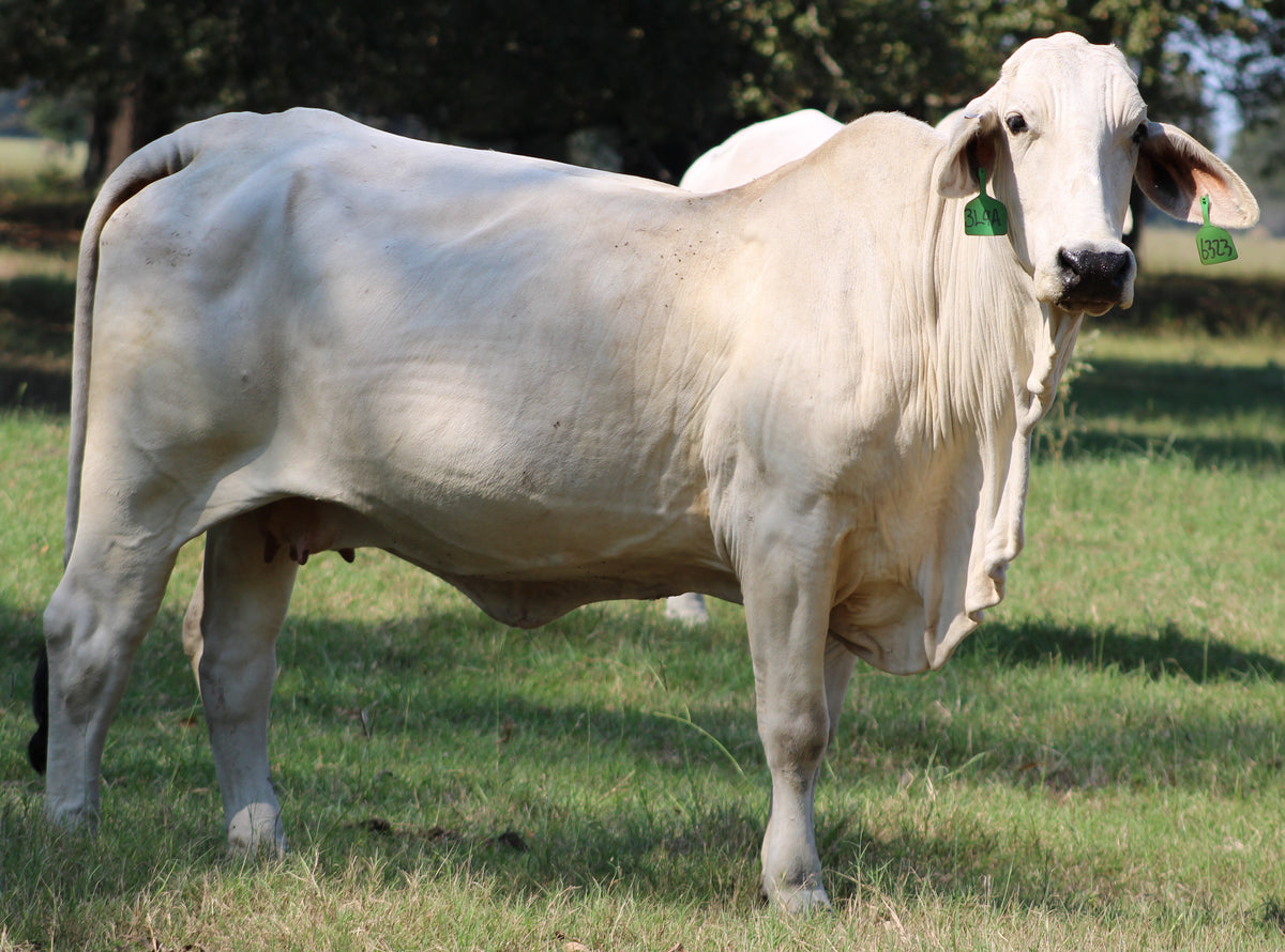 Brahman Heifers & Cows - Bred