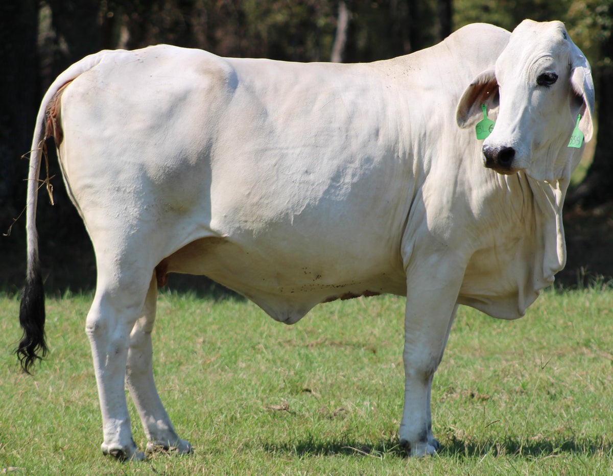 Brahman Heifers & Cows - Bred