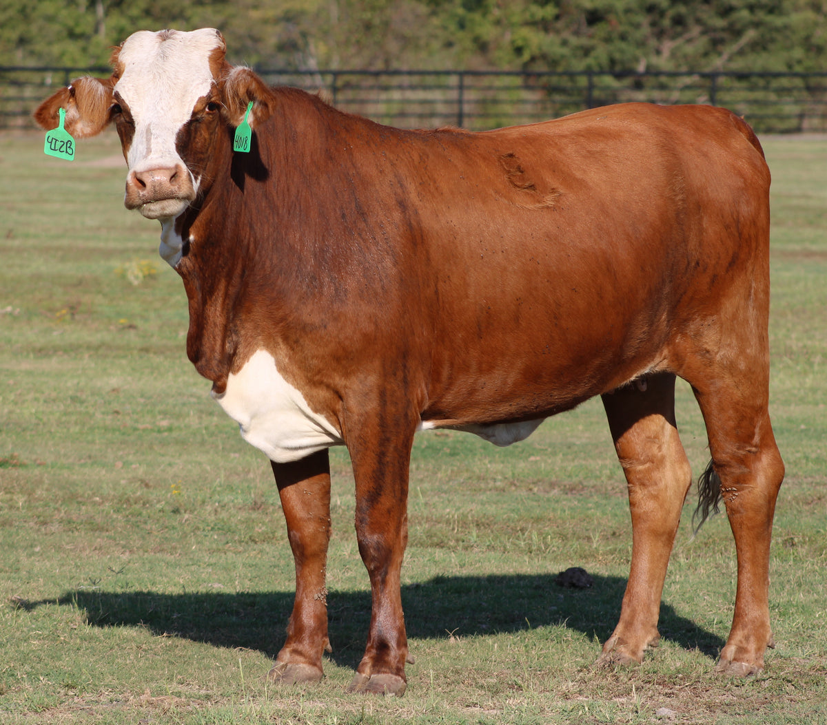 Braford/Tigerstripe Heifers - Bred