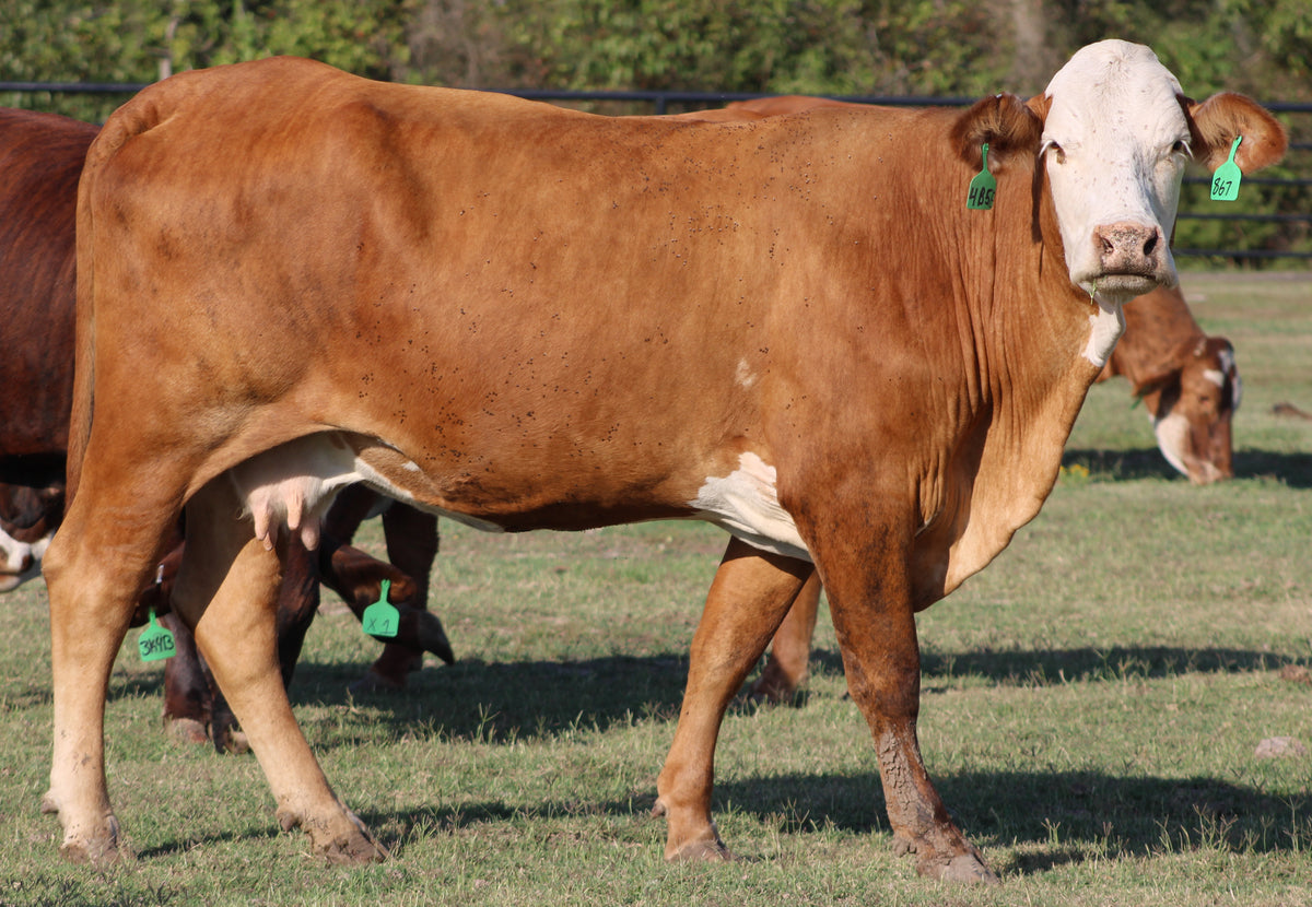 Braford/Tigerstripe Cows- Bred