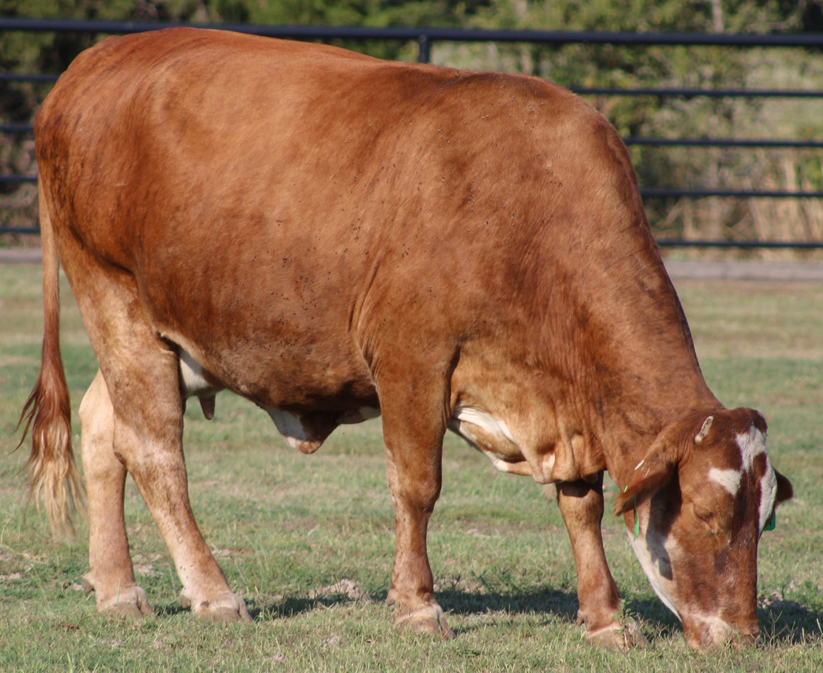 Braford/Tigerstripe Cows- Bred