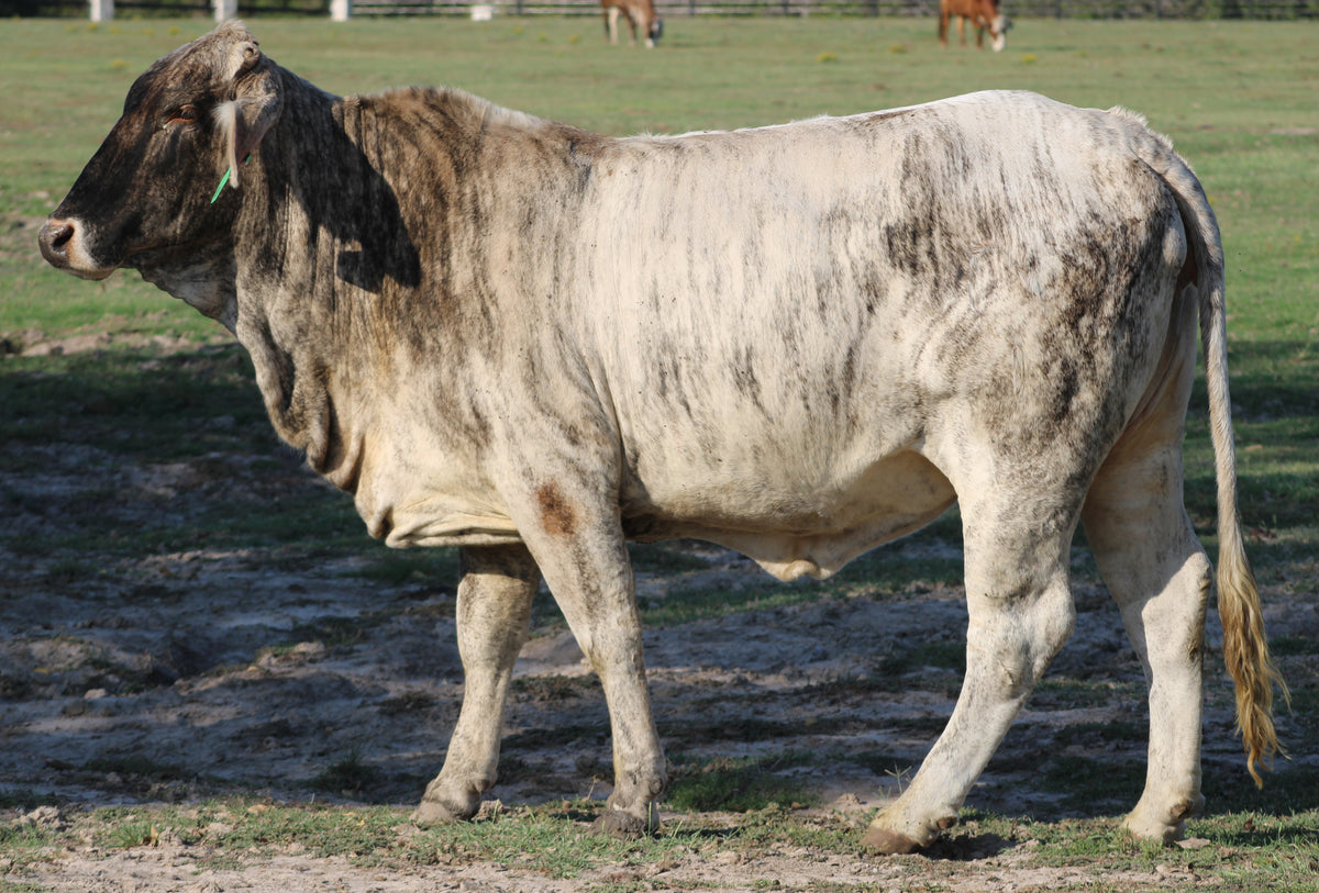 Braford/Tigerstripe Cows- Bred