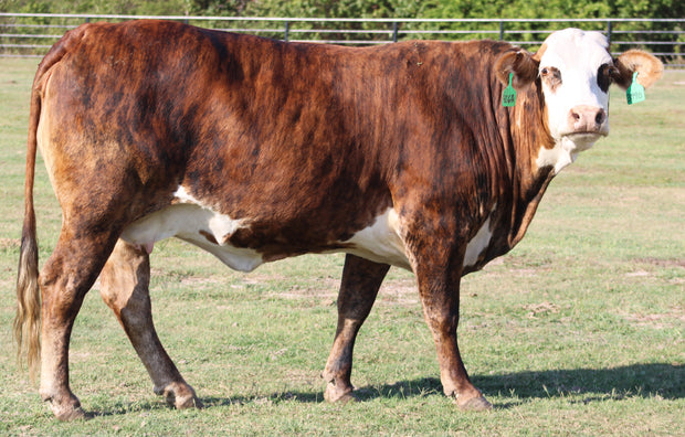 Braford/Tigerstripe Cows- Bred