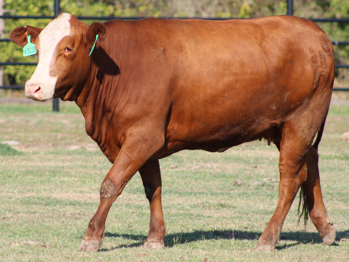 Braford/Tigerstripe Heifers - Bred