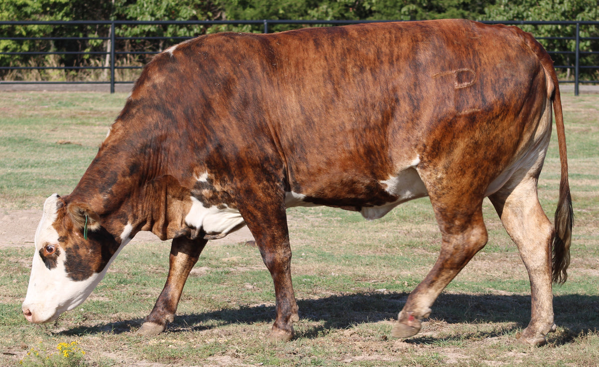 Braford/Tigerstripe Cows- Bred