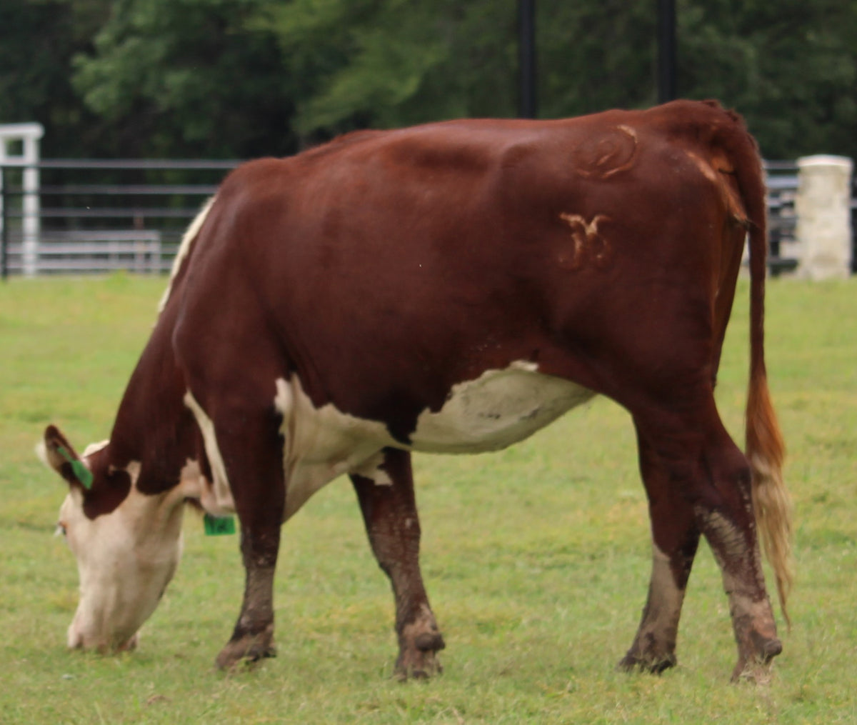 Hereford Bred Cows