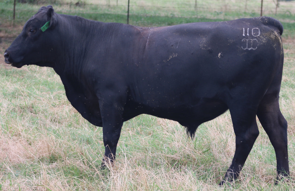 Registered Angus Bull