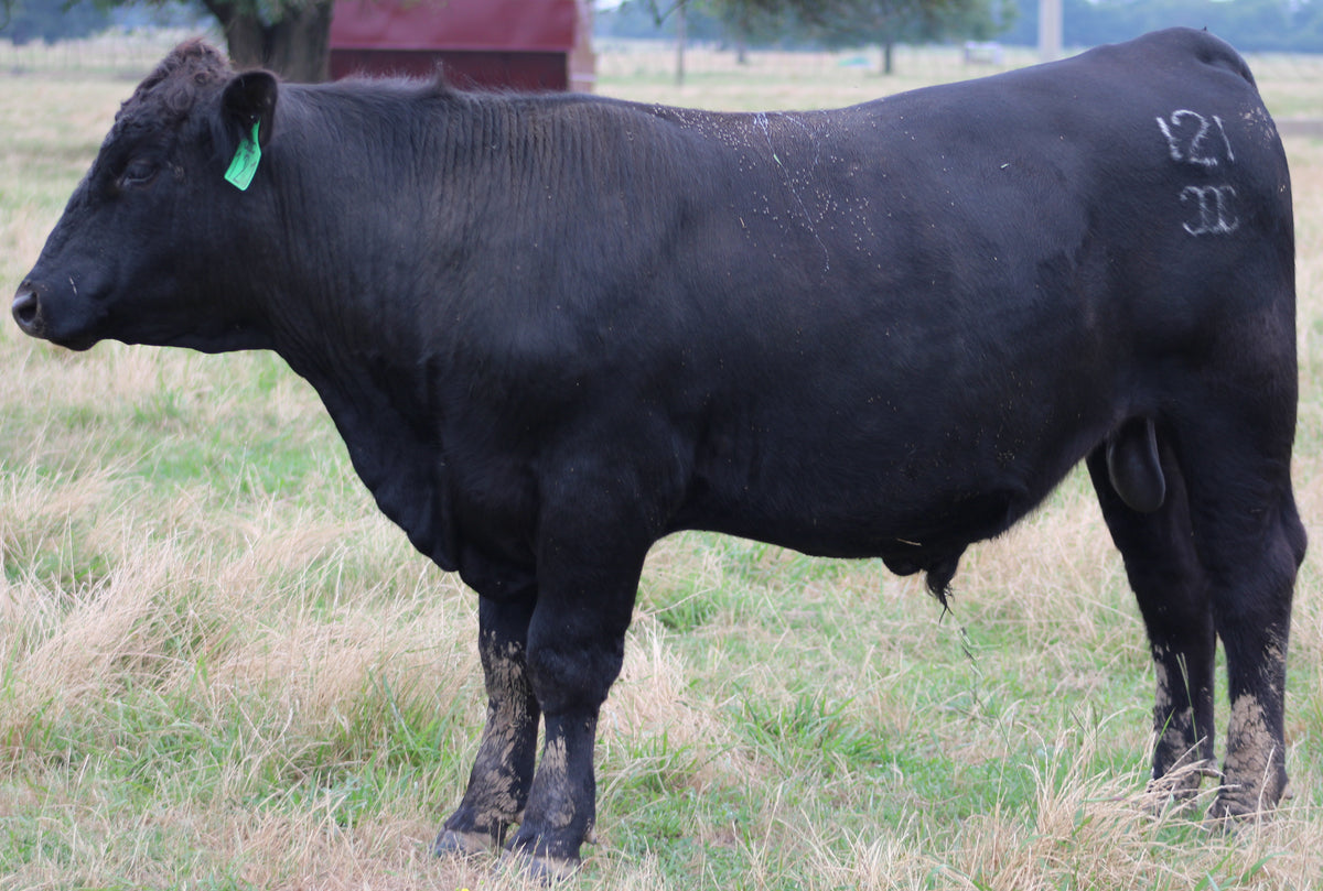 Registered Angus Bull