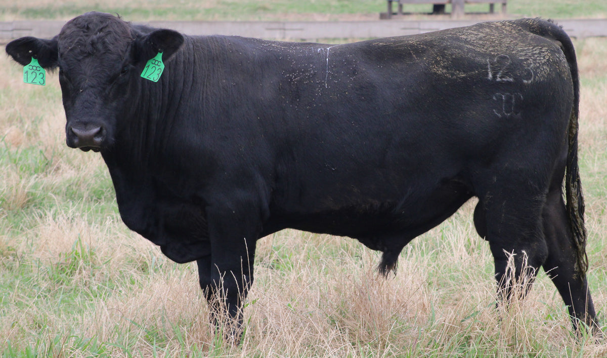 Registered Angus Bull