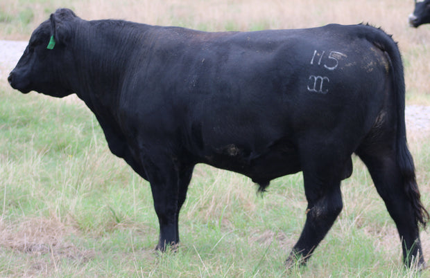 Registered Angus Bull