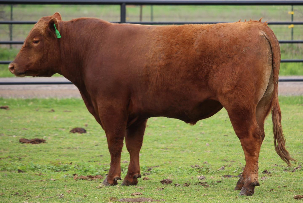 Commercial Red Angus Bull