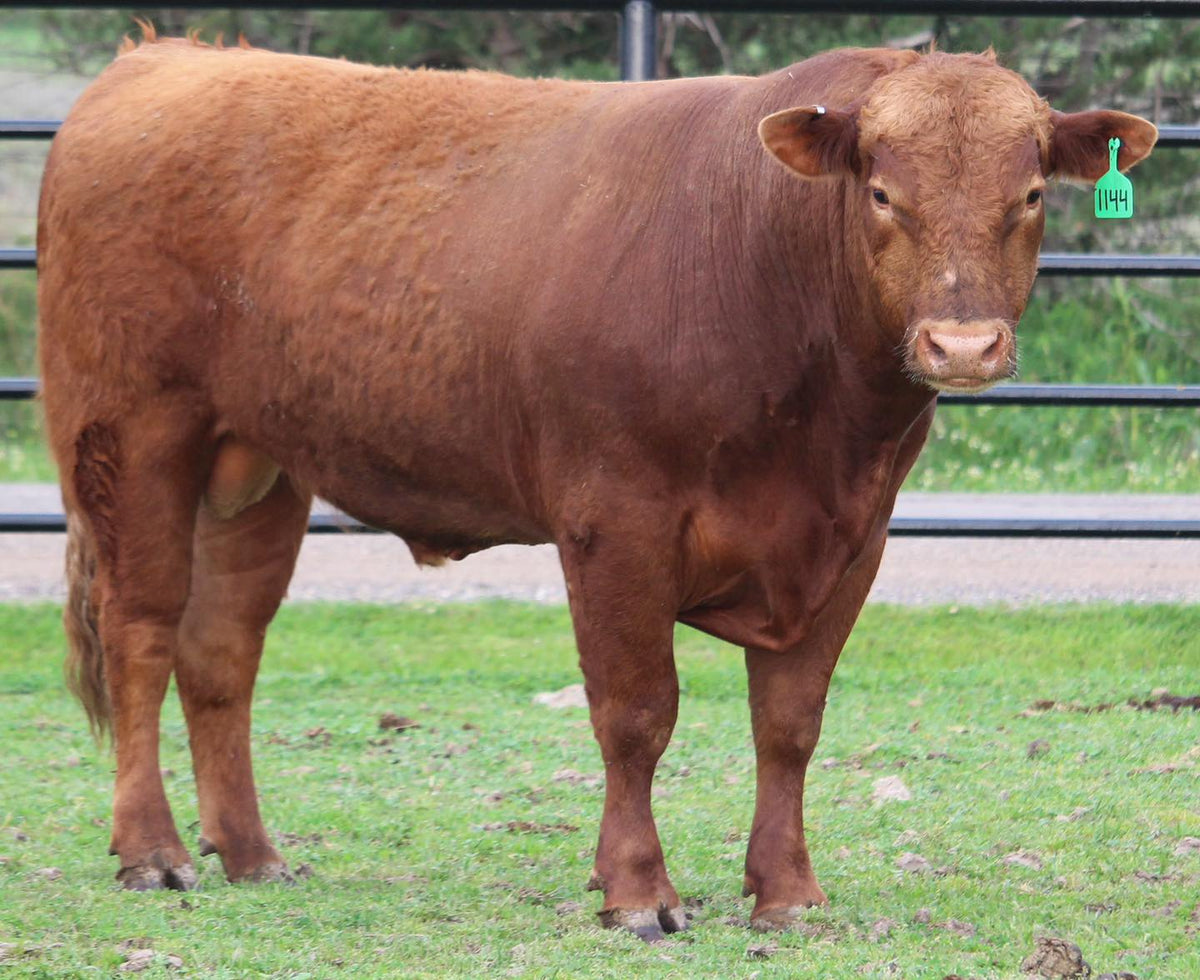 Commercial Red Angus Bull