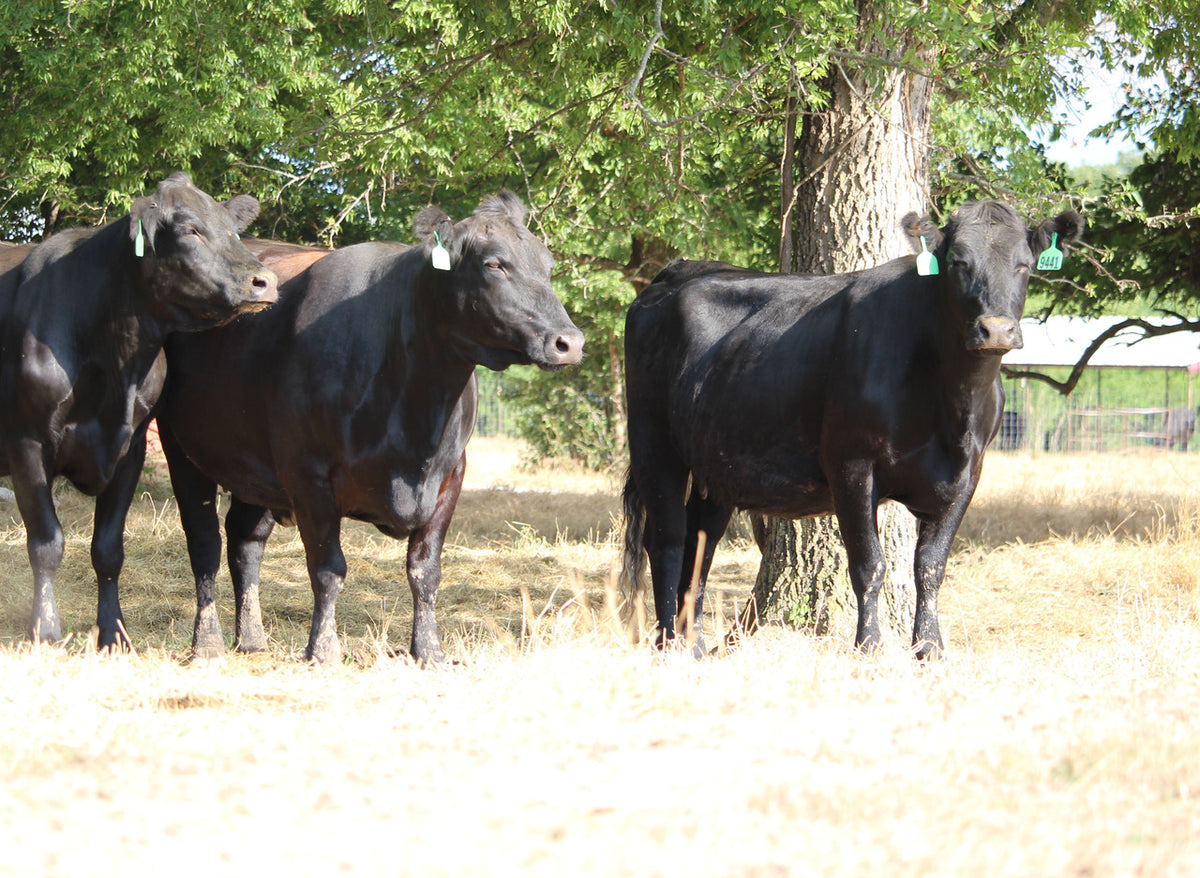Angus Cows- Bred